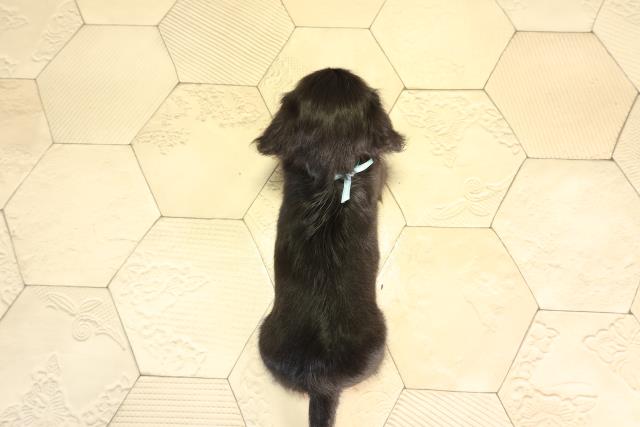 愛知県のミニチュアダックスフンド(ロング) (Coo&RIKU豊田店/2026年2月7日生まれ/男の子/ブラックタン)の子犬の4枚目の画像