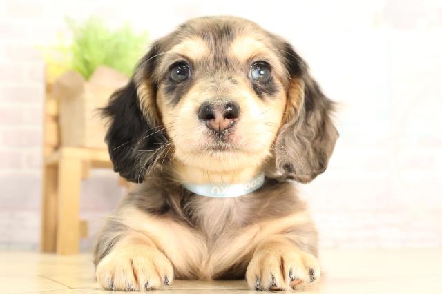 愛知県のミニチュアダックスフンド(ロング) (Coo&RIKU瀬港線守山店/2026年2月7日生まれ/男の子/シルバーダップル)の子犬の1枚目の画像