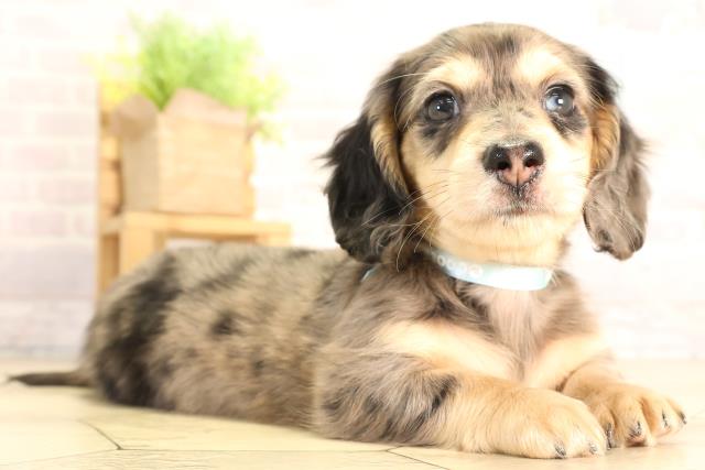 愛知県のミニチュアダックスフンド(ロング) (Coo&RIKU瀬港線守山店/2026年2月7日生まれ/男の子/シルバーダップル)の子犬の2枚目の画像