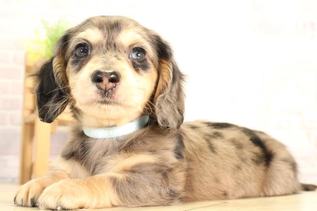 愛知県のミニチュアダックスフンド(ロング) (Coo&RIKU瀬港線守山店/2026年2月7日生まれ/男の子/シルバーダップル)の子犬の3枚目の画像