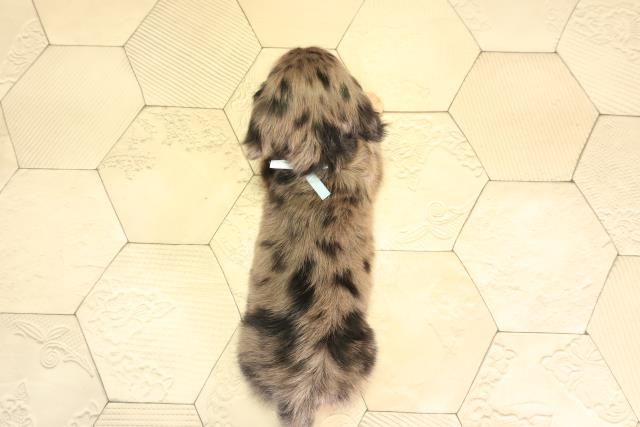 愛知県のミニチュアダックスフンド(ロング) (Coo&RIKU瀬港線守山店/2026年2月7日生まれ/男の子/シルバーダップル)の子犬の4枚目の画像