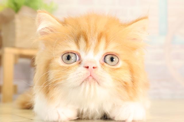 愛知県のスコティッシュフォールド (Coo&RIKU半田店/2026年2月2日生まれ/男の子/レッドタビーホワイト)の子猫