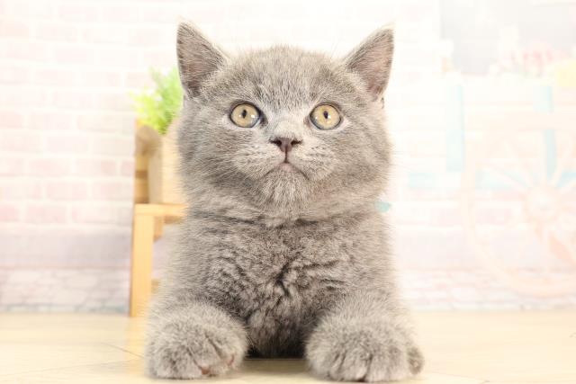 愛知県のブリティッシュショートヘアー (Coo&RIKU岡崎店/2026年2月7日生まれ/男の子/ブルー)の子猫の1枚目の画像
