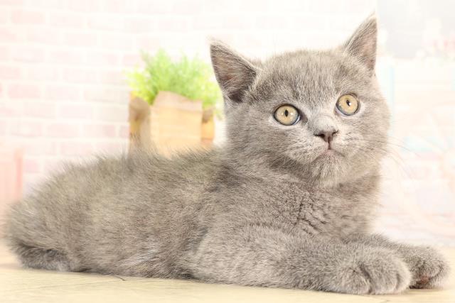 愛知県のブリティッシュショートヘアー (Coo&RIKU岡崎店/2026年2月7日生まれ/男の子/ブルー)の子猫の2枚目の画像
