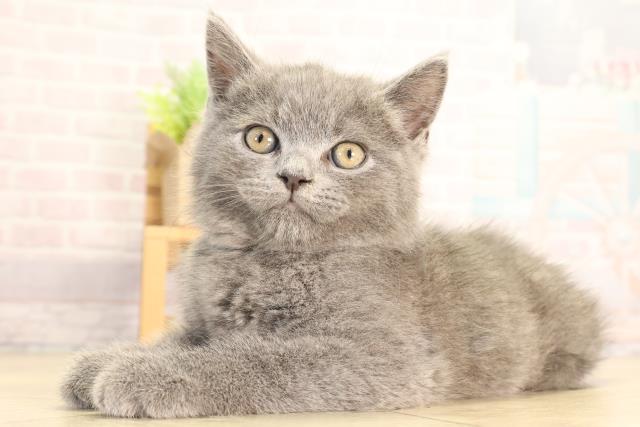 愛知県のブリティッシュショートヘアー (Coo&RIKU岡崎店/2026年2月7日生まれ/男の子/ブルー)の子猫の3枚目の画像