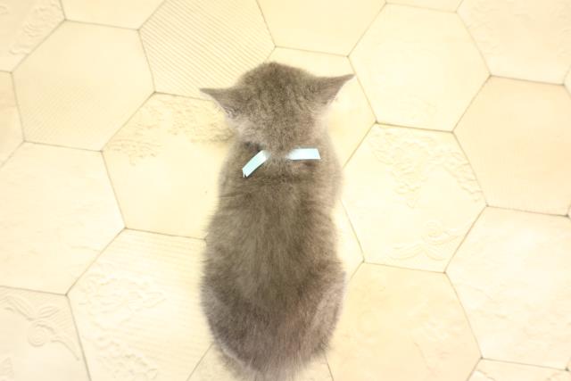 愛知県のブリティッシュショートヘアー (Coo&RIKU岡崎店/2026年2月7日生まれ/男の子/ブルー)の子猫の4枚目の画像