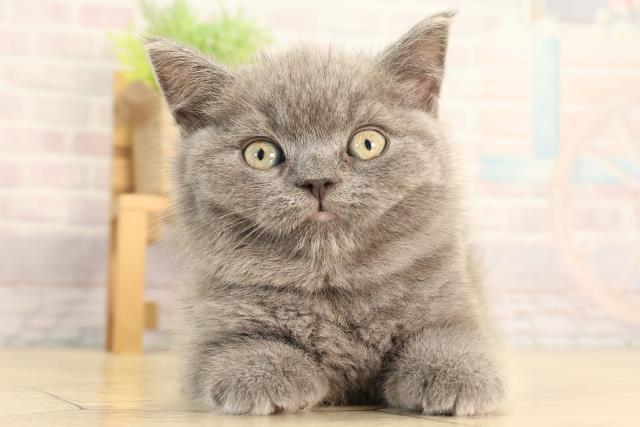 愛知県のブリティッシュショートヘアー (Coo&RIKU瀬港線守山店/2026年2月5日生まれ/男の子/ブルー)の子猫の1枚目の画像
