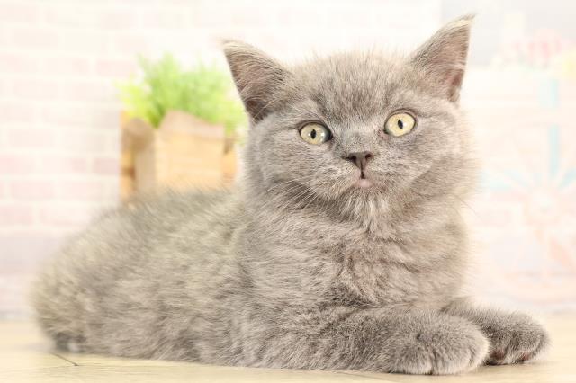 愛知県のブリティッシュショートヘアー (Coo&RIKU瀬港線守山店/2026年2月5日生まれ/男の子/ブルー)の子猫の2枚目の画像