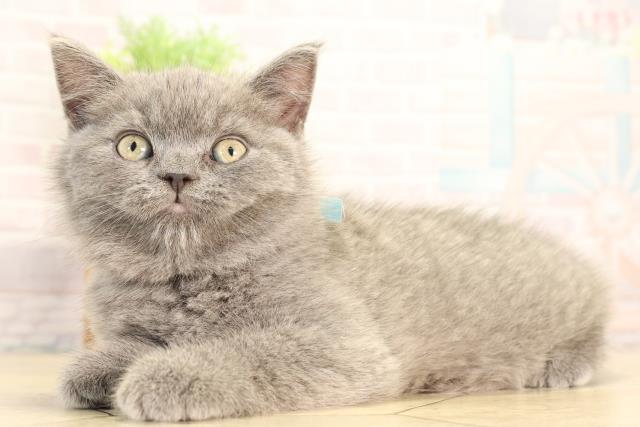 愛知県のブリティッシュショートヘアー (Coo&RIKU瀬港線守山店/2026年2月5日生まれ/男の子/ブルー)の子猫の3枚目の画像