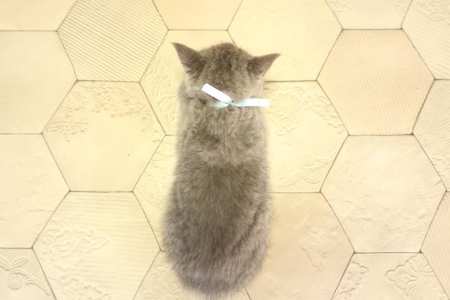 愛知県のブリティッシュショートヘアー (Coo&RIKU瀬港線守山店/2026年2月5日生まれ/男の子/ブルー)の子猫の4枚目の画像