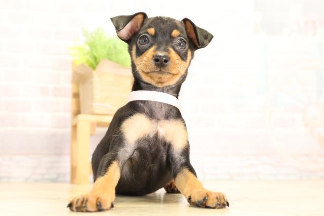 静岡県のミニチュアピンシャー (Coo&RIKU浜松店/2026年2月5日生まれ/女の子/ブラックタン)の子犬の1枚目の画像