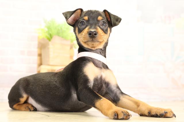 静岡県のミニチュアピンシャー (Coo&RIKU浜松店/2026年2月5日生まれ/女の子/ブラックタン)の子犬の2枚目の画像