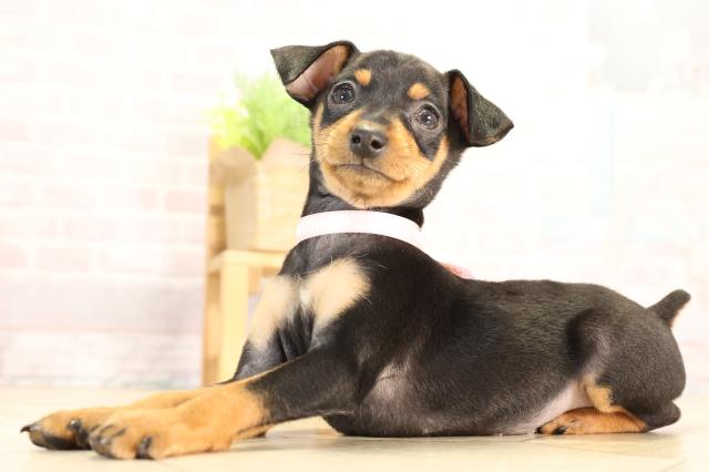 静岡県のミニチュアピンシャー (Coo&RIKU浜松店/2026年2月5日生まれ/女の子/ブラックタン)の子犬の3枚目の画像