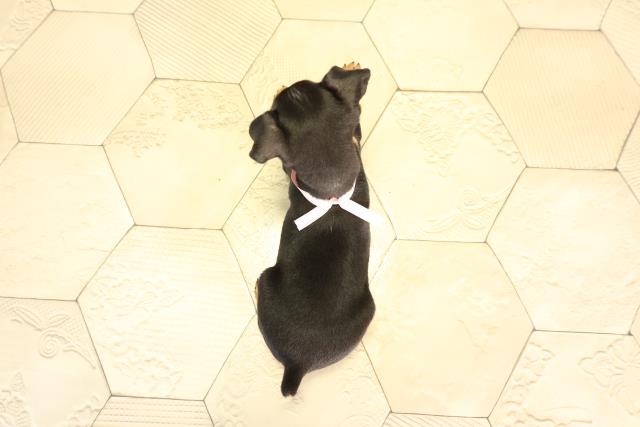 静岡県のミニチュアピンシャー (Coo&RIKU浜松店/2026年2月5日生まれ/女の子/ブラックタン)の子犬の4枚目の画像