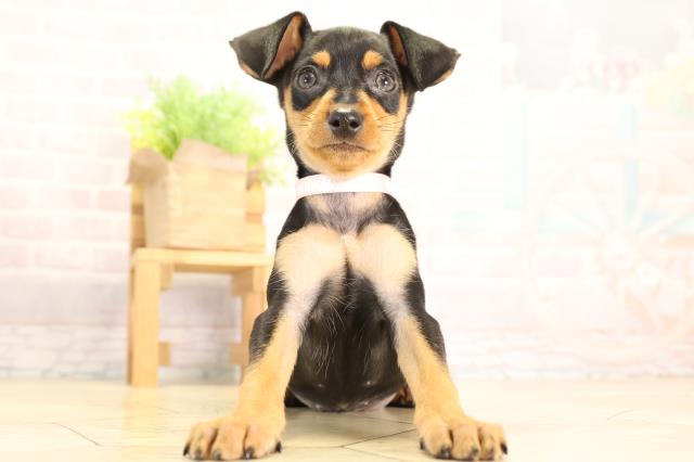 愛知県のミニチュアピンシャー (Coo&RIKU名古屋中川店/2026年2月5日生まれ/女の子/ブラックタン)の子犬の1枚目の画像