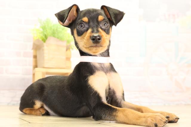 愛知県のミニチュアピンシャー (Coo&RIKU名古屋中川店/2026年2月5日生まれ/女の子/ブラックタン)の子犬の2枚目の画像