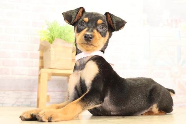 愛知県のミニチュアピンシャー (Coo&RIKU名古屋中川店/2026年2月5日生まれ/女の子/ブラックタン)の子犬の3枚目の画像