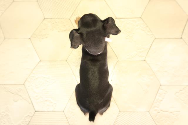 愛知県のミニチュアピンシャー (Coo&RIKU名古屋中川店/2026年2月5日生まれ/女の子/ブラックタン)の子犬の4枚目の画像