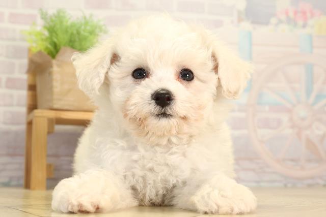 愛知県のビションフリーゼ (Coo&RIKU岡崎店/2026年2月5日生まれ/女の子/ホワイト)の子犬の1枚目の画像