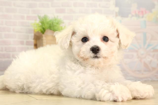 愛知県のビションフリーゼ (Coo&RIKU岡崎店/2026年2月5日生まれ/女の子/ホワイト)の子犬の2枚目の画像