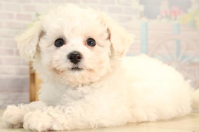 愛知県のビションフリーゼ (Coo&RIKU岡崎店/2026年2月5日生まれ/女の子/ホワイト)の子犬の3枚目の画像