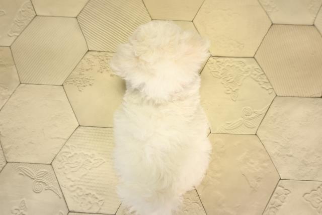 愛知県のビションフリーゼ (Coo&RIKU岡崎店/2026年2月5日生まれ/女の子/ホワイト)の子犬の4枚目の画像