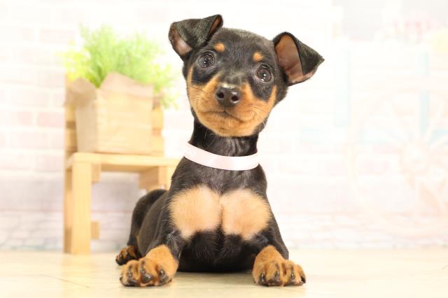 ミニチュア・ピンシャー