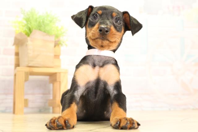 ミニチュア・ピンシャー