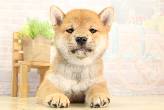 愛知県の柴犬(標準サイズ) (Coo&RIKU岡崎店/2026年2月8日生まれ/男の子/赤)の子犬の1枚目の画像