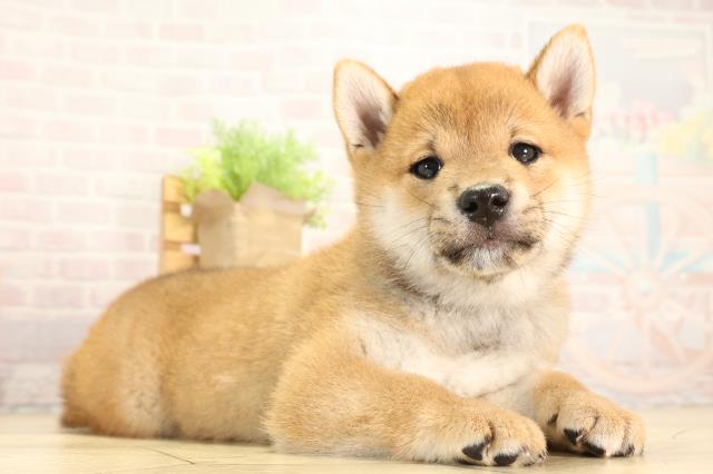 愛知県の柴犬(標準サイズ) (Coo&RIKU岡崎店/2026年2月8日生まれ/男の子/赤)の子犬の2枚目の画像