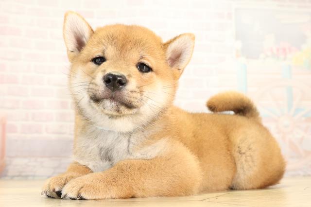 愛知県の柴犬(標準サイズ) (Coo&RIKU岡崎店/2026年2月8日生まれ/男の子/赤)の子犬の3枚目の画像