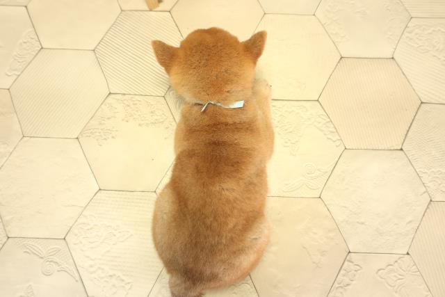 愛知県の柴犬(標準サイズ) (Coo&RIKU岡崎店/2026年2月8日生まれ/男の子/赤)の子犬の4枚目の画像