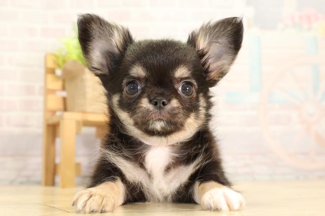 愛知県のチワワ(ロング) (Coo&RIKU東海店/2026年2月3日生まれ/女の子/ブラックタンホワイト)の子犬の1枚目の画像