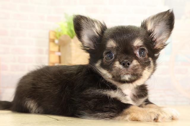 愛知県のチワワ(ロング) (Coo&RIKU東海店/2026年2月3日生まれ/女の子/ブラックタンホワイト)の子犬の2枚目の画像