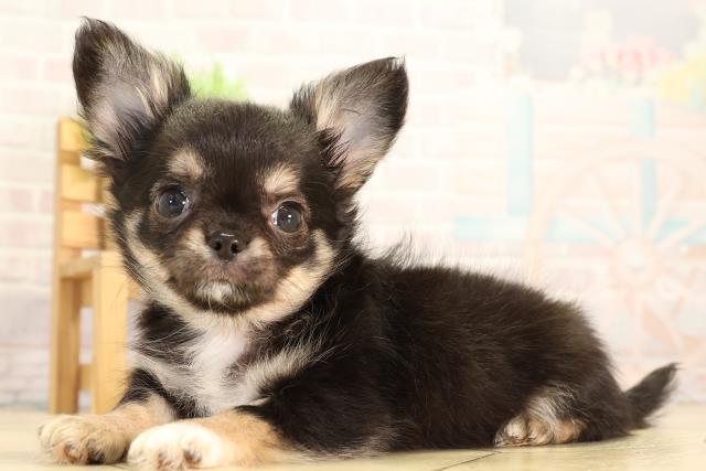 愛知県のチワワ(ロング) (Coo&RIKU東海店/2026年2月3日生まれ/女の子/ブラックタンホワイト)の子犬の3枚目の画像