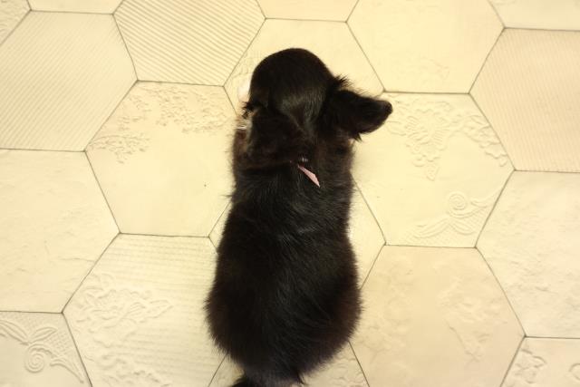 愛知県のチワワ(ロング) (Coo&RIKU東海店/2026年2月3日生まれ/女の子/ブラックタンホワイト)の子犬の4枚目の画像