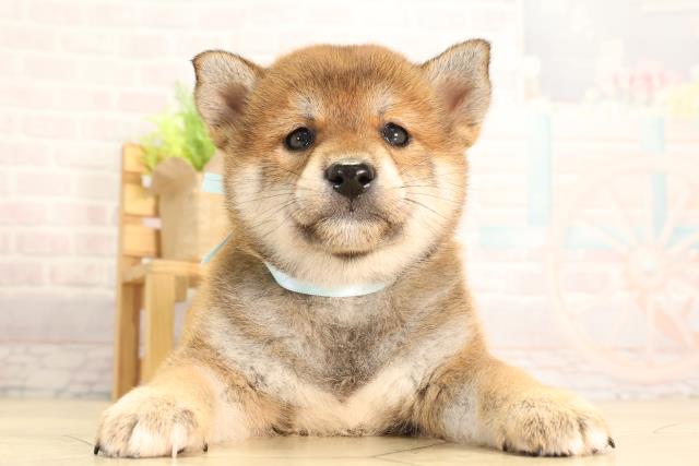 愛知県の柴犬(標準サイズ) (Coo&RIKU名古屋中川店/2026年2月8日生まれ/男の子/赤)の子犬の1枚目の画像