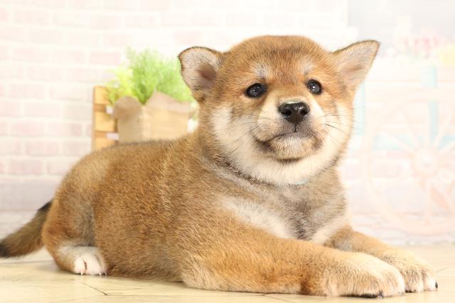 愛知県の柴犬(標準サイズ) (Coo&RIKU名古屋中川店/2026年2月8日生まれ/男の子/赤)の子犬の2枚目の画像