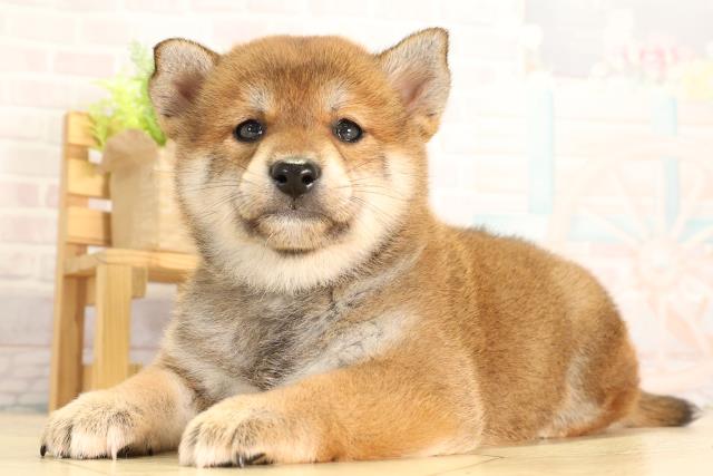 愛知県の柴犬(標準サイズ) (Coo&RIKU名古屋中川店/2026年2月8日生まれ/男の子/赤)の子犬の3枚目の画像