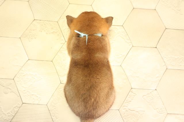 愛知県の柴犬(標準サイズ) (Coo&RIKU名古屋中川店/2026年2月8日生まれ/男の子/赤)の子犬の4枚目の画像