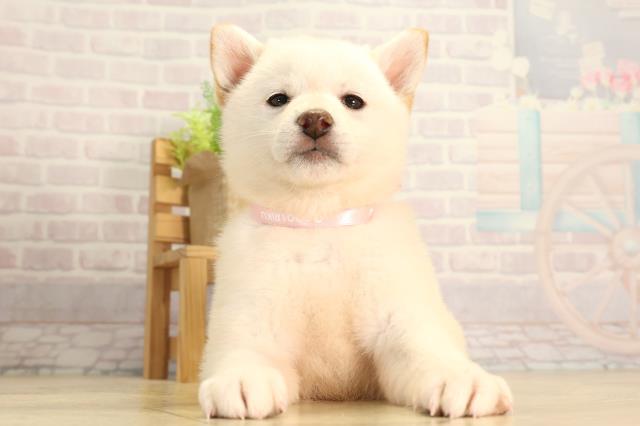 愛知県の柴犬(標準サイズ) (Coo&RIKU名古屋みなと店/2026年2月8日生まれ/女の子/白)の子犬の1枚目の画像