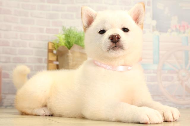 愛知県の柴犬(標準サイズ) (Coo&RIKU名古屋みなと店/2026年2月8日生まれ/女の子/白)の子犬の2枚目の画像