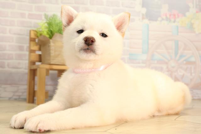 愛知県の柴犬(標準サイズ) (Coo&RIKU名古屋みなと店/2026年2月8日生まれ/女の子/白)の子犬の3枚目の画像