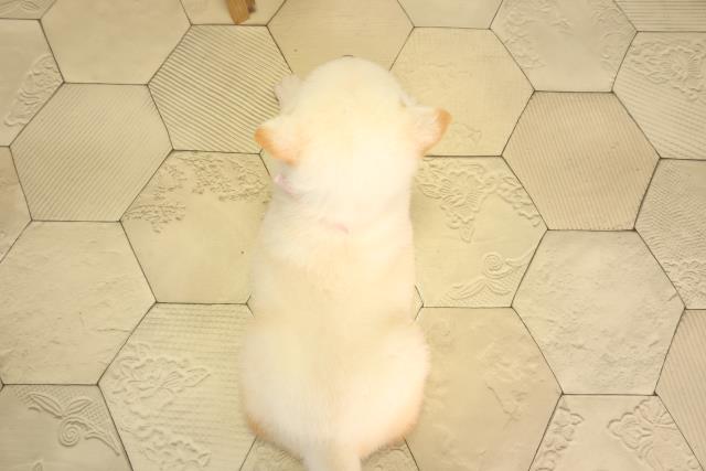 愛知県の柴犬(標準サイズ) (Coo&RIKU名古屋みなと店/2026年2月8日生まれ/女の子/白)の子犬の4枚目の画像