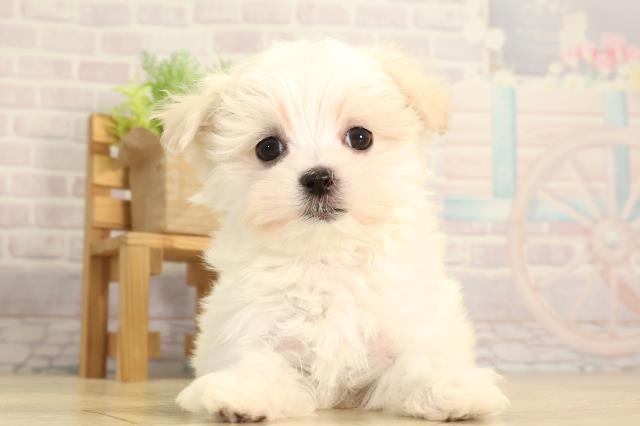 愛知県のマルチーズ (Coo&RIKU名古屋中川店/2026年2月8日生まれ/女の子/ホワイト)の子犬の1枚目の画像