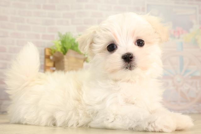 愛知県のマルチーズ (Coo&RIKU名古屋中川店/2026年2月8日生まれ/女の子/ホワイト)の子犬の2枚目の画像