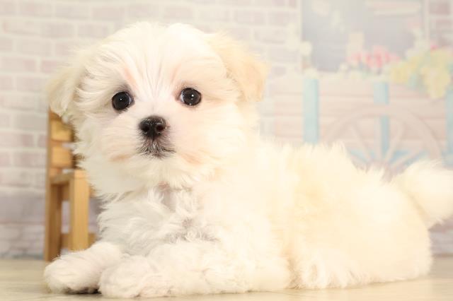 愛知県のマルチーズ (Coo&RIKU名古屋中川店/2026年2月8日生まれ/女の子/ホワイト)の子犬の3枚目の画像