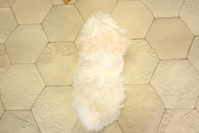 愛知県のマルチーズ (Coo&RIKU名古屋中川店/2026年2月8日生まれ/女の子/ホワイト)の子犬の4枚目の画像