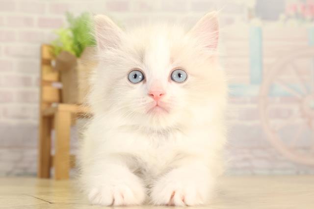 愛知県のラグドール (Coo&RIKU瀬港線守山店/2026年2月7日生まれ/男の子/ブルーポイントバイカラー)の子猫の1枚目の画像