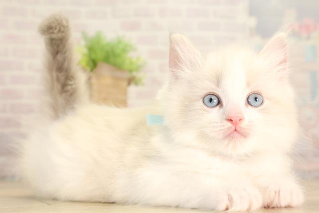 愛知県のラグドール (Coo&RIKU瀬港線守山店/2026年2月7日生まれ/男の子/ブルーポイントバイカラー)の子猫の2枚目の画像